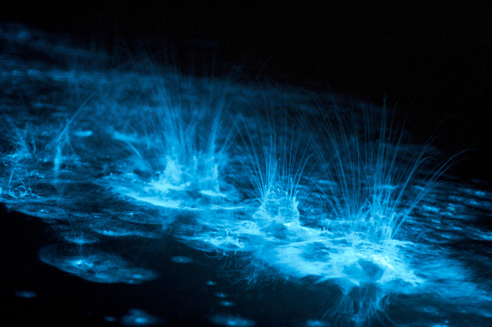 Bioluminescence